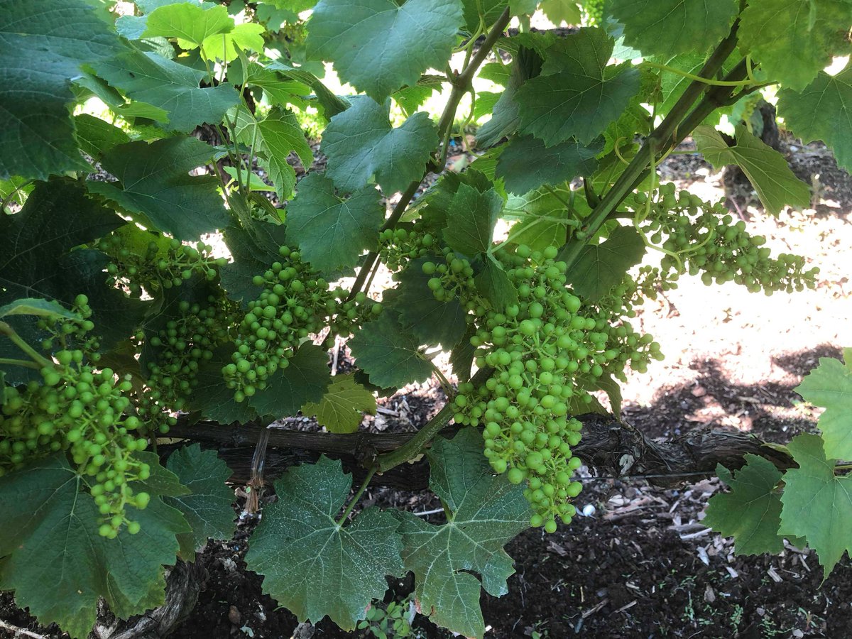 Champagne COLIN tweet media