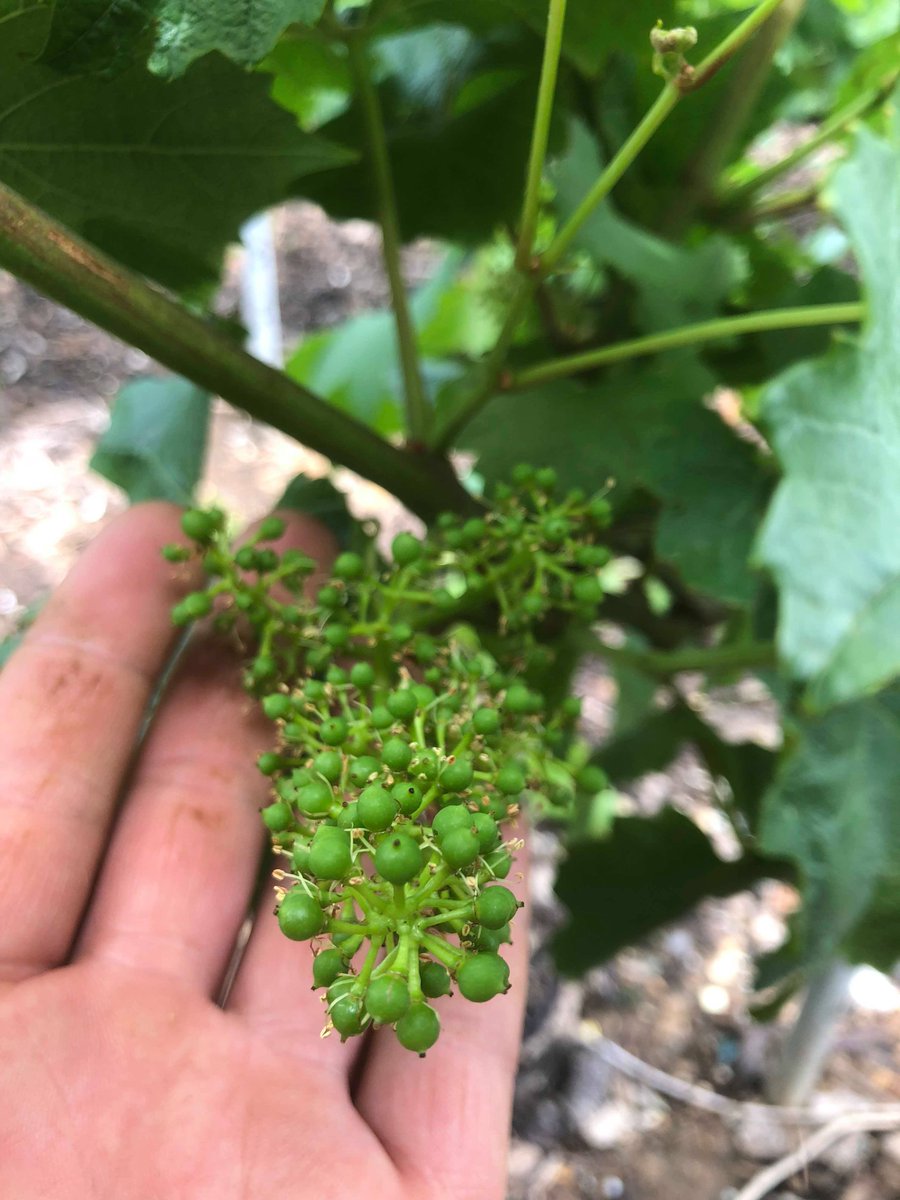 Champagne COLIN tweet media