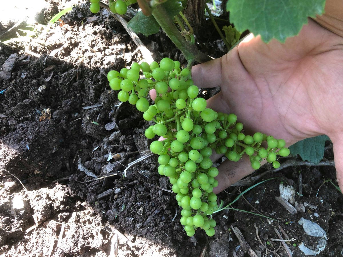 Champagne COLIN tweet media