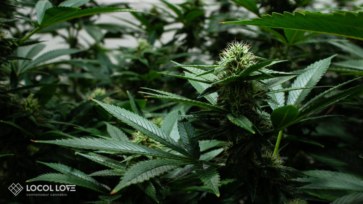 LocoL_Love's tweet photo. Welcome to the jungle. @thegrowoff #locollove #tgoflower #tgo #thegrowoff #canopy #cannabiscommunity #cannabisculture #connoisseurcannabis https://t.co/BcYndaEzU9