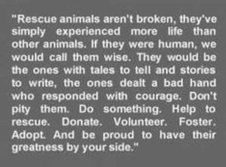 InNeedAnimals's tweet image. We have lots of #Dogs and #Cats in need of a #foreverhome ❤️