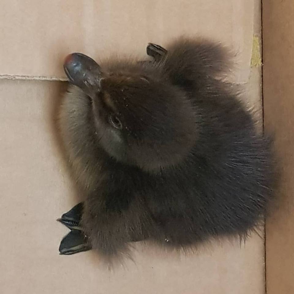 clockworkshopuk's tweet image. The latest applicant for an apprenticeship  ran into the workshop today. We delivered them safely down to the local  farm for some much needed R&amp;amp;R! #apprenticeship #ducklings #cute #horology