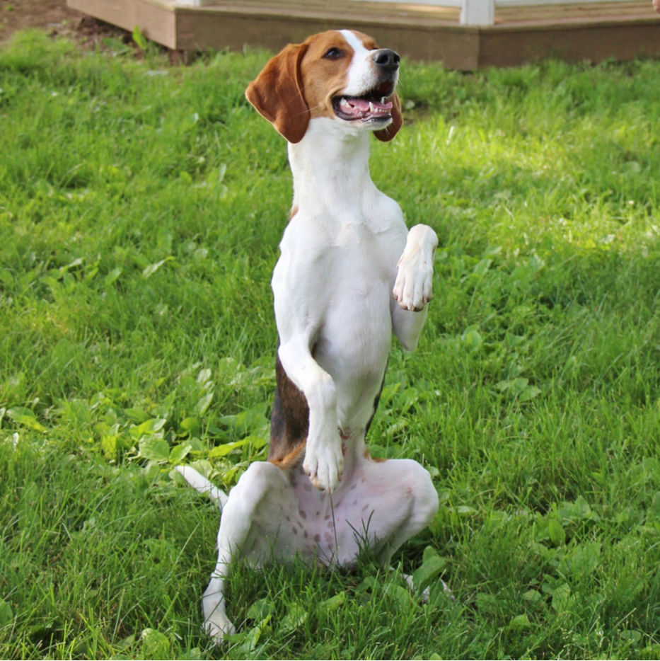 cthumane's tweet photo. "See! I told you I'm tall!"--Roxie, 1, Newington  #AdoptMe #CThumane #GiveThemAHand https://t.co/F0BFCK4YGa