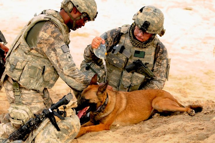 WeLoveDogsUSA's tweet photo. Bomb-sniffing dog, on a 110 degree day, gets cooled down by his fellow soldiers

#militarydogs #FridayFeeling #bombsniffingdogs #warriordogs 
#GermanShepherds #dogsoldiers #lifesavingdogs # https://t.co/OuK8LzjAP4