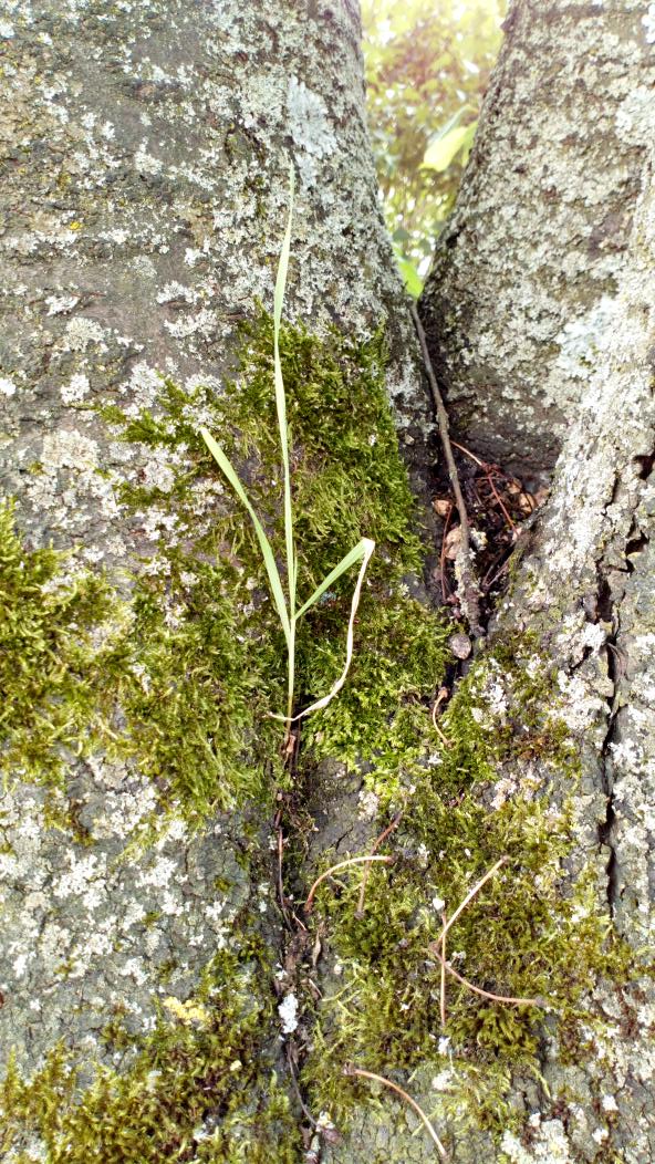 #Gräser wachsen einfach überall. Auch auf Bäumen 😁