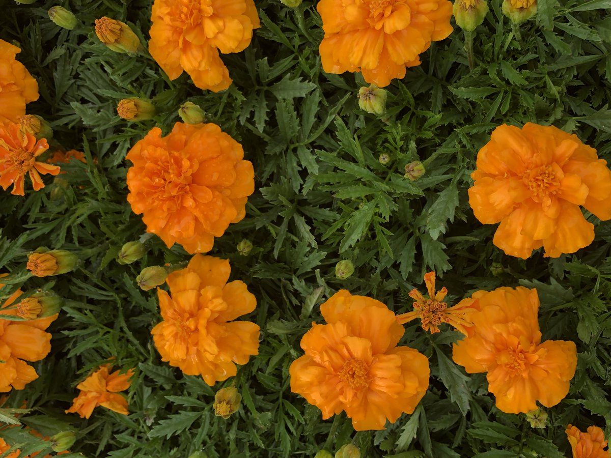redbermdesign's tweet photo. #FridayFeeling 🍊 orange u glad it’s Friday 😯🤣🍊 happy almost weekend  #landscape #landscapedesign #flowers https://t.co/pCVGXUSi7j