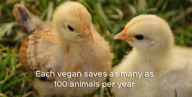 Don’t let anyone say you can’t make a difference 🐣 #govegan