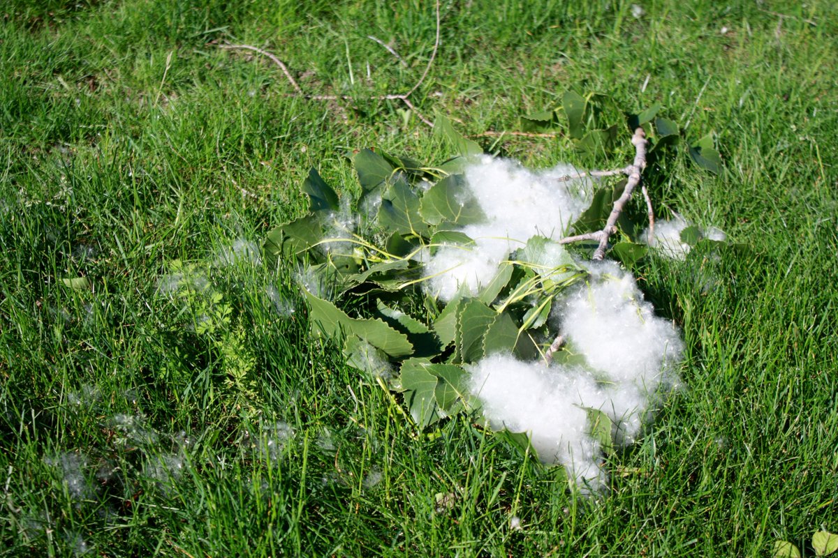 Write_Stories's tweet photo. Poplar cotton fluff
Falling today from the sky
It's snowing in June
  #haikuchallenge https://t.co/6ZWVxgBIuC