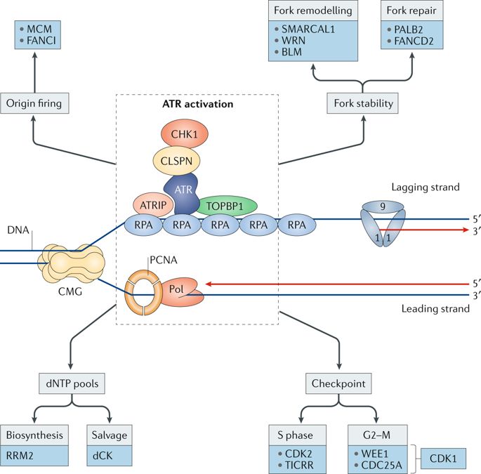 NatureRevCancer's tweet photo. Read our NEW Opinion article by Emilio Lecona &amp; Oscar Fernandez-Capetillo on the potential for targeting the replication stress response in #cancer by inhibiting the ATR kinase @CNIO_Cancer
https://t.co/vgTOzEfScC https://t.co/E8mdBnOP6N