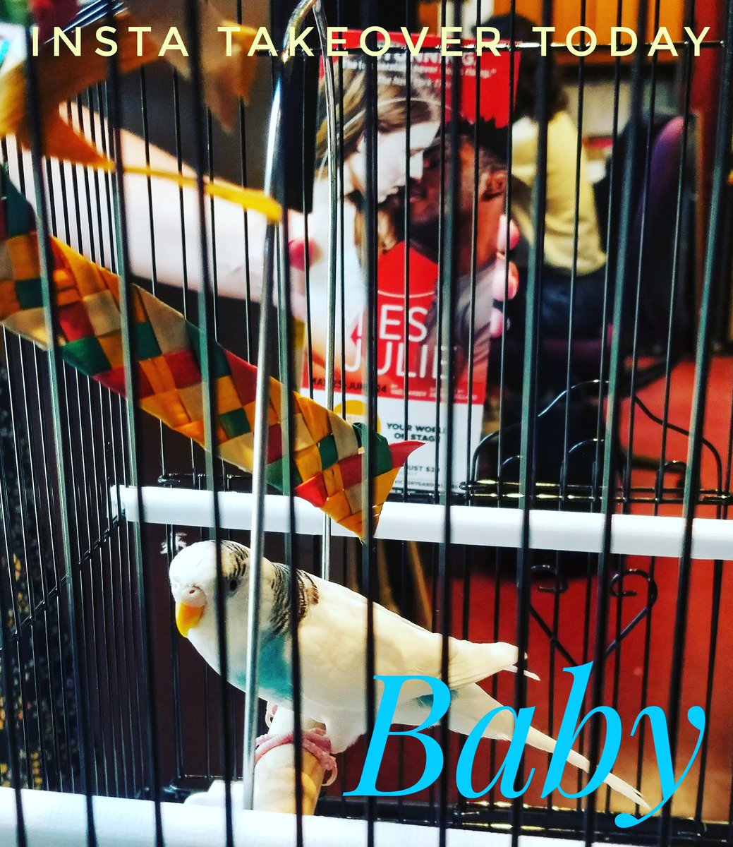 BabyBird_VG's tweet photo. @VictoryGardens is letting me takeover Instagram for today... Sit down children &amp; follow along to see how a real #influencer and #diva does it 👸 https://t.co/DBCEIT08Dy