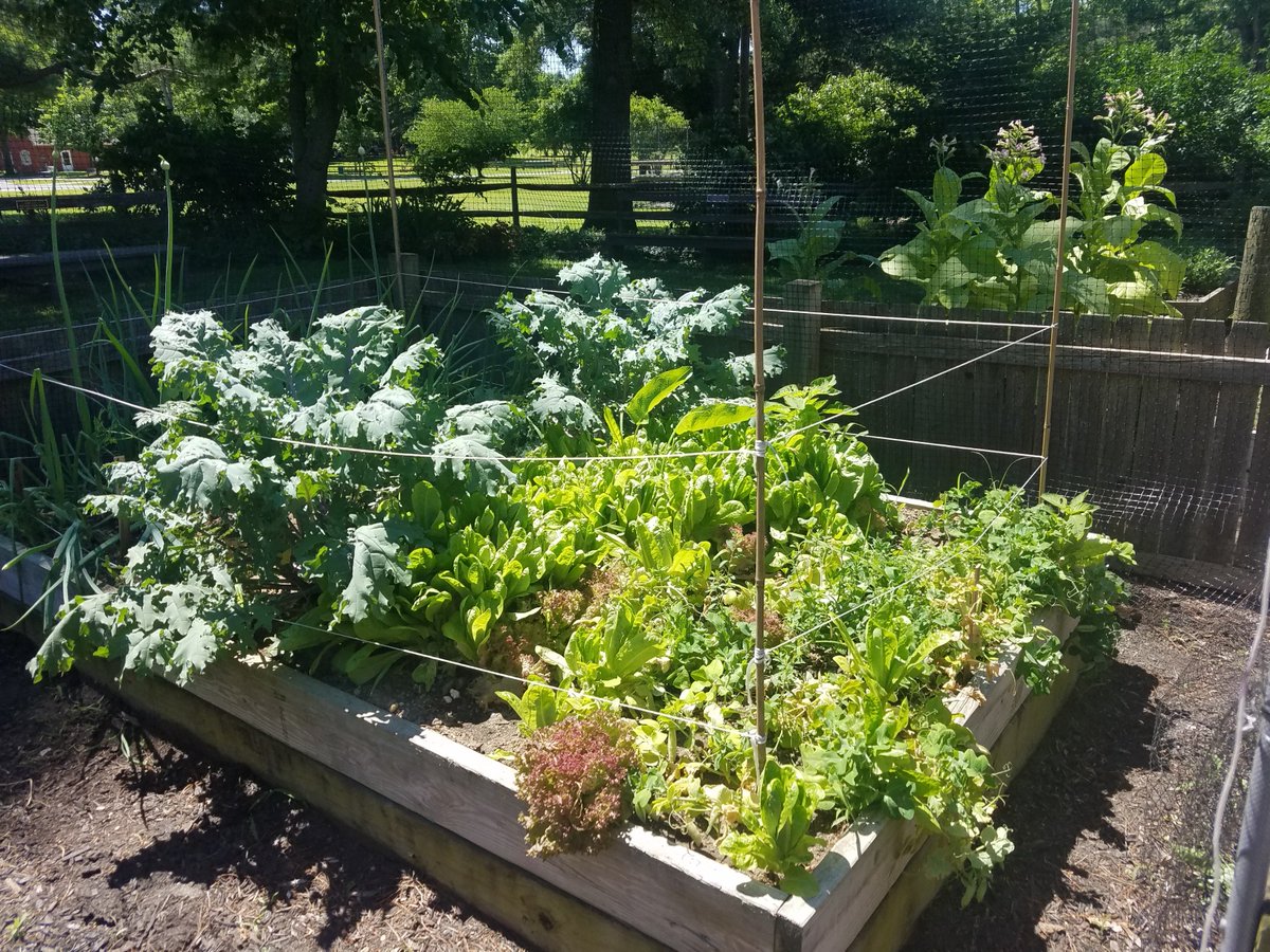 RedBankBttlfld's tweet photo. Today is a beautiful day, and the gardens are looking amazing. Thank you to the Gloucester County Certified Gardeners who volunteer their time planting and tending these beautiful flowers and plants! https://t.co/Y1JnxVvLmE