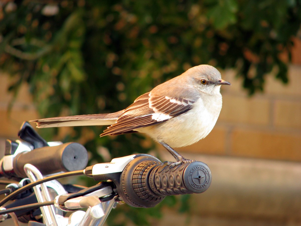 SteveF_42's tweet photo. @TexasScience For #NaturePhotographyDay, here are a few favorite bird photos I took on campus:
1) Mockingbird
2) Green Heron fishing at the #UTTurtlePond
3) Yellow-crowned Night Heron in #WallerCreek
4) Fledgling Blue Jay hiding in ground cover
#NaturePhotoDay #CampusCritters #FortyAcresFauna https://t.co/5rgXX28qIe