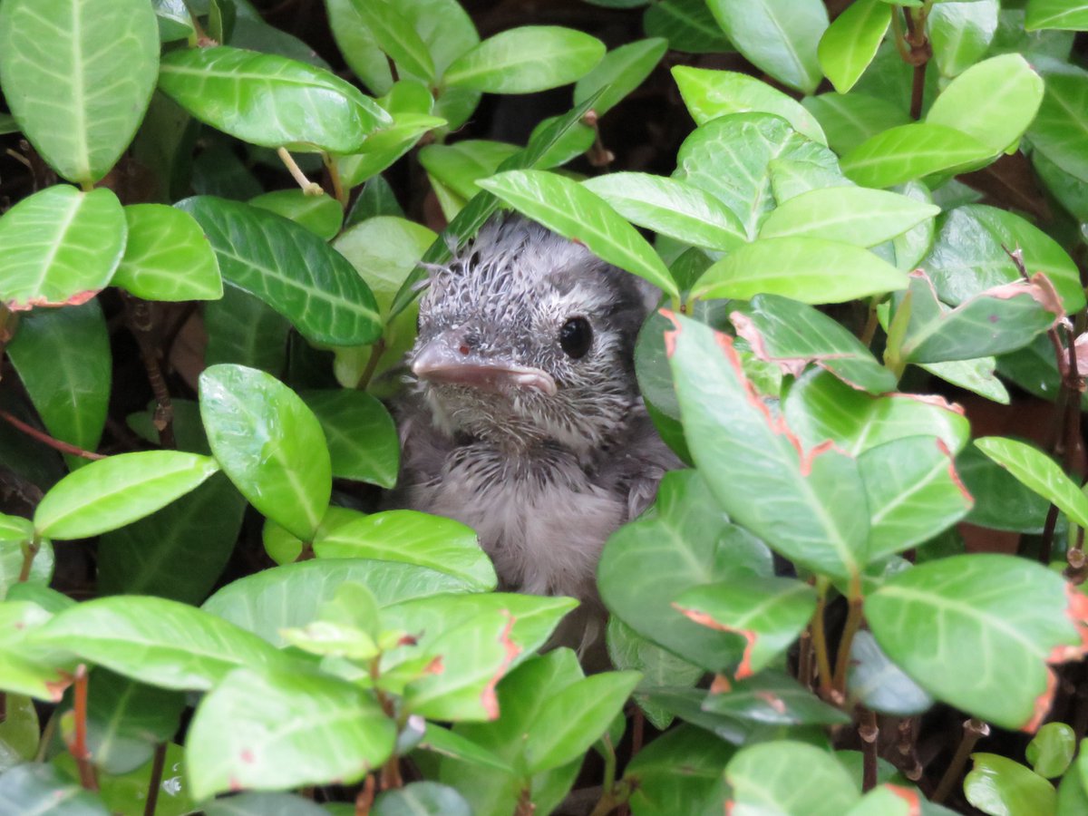 SteveF_42's tweet photo. @TexasScience For #NaturePhotographyDay, here are a few favorite bird photos I took on campus:
1) Mockingbird
2) Green Heron fishing at the #UTTurtlePond
3) Yellow-crowned Night Heron in #WallerCreek
4) Fledgling Blue Jay hiding in ground cover
#NaturePhotoDay #CampusCritters #FortyAcresFauna https://t.co/5rgXX28qIe
