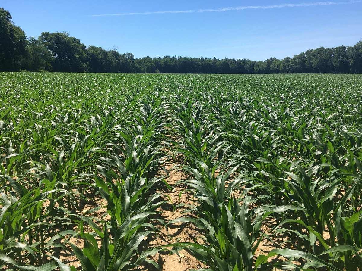 AdamRydeFSP's tweet photo. @DEKALB_Canada Corn plot looking great! Could use some rain though.. #bringitonmothernature https://t.co/srYASGE56Q