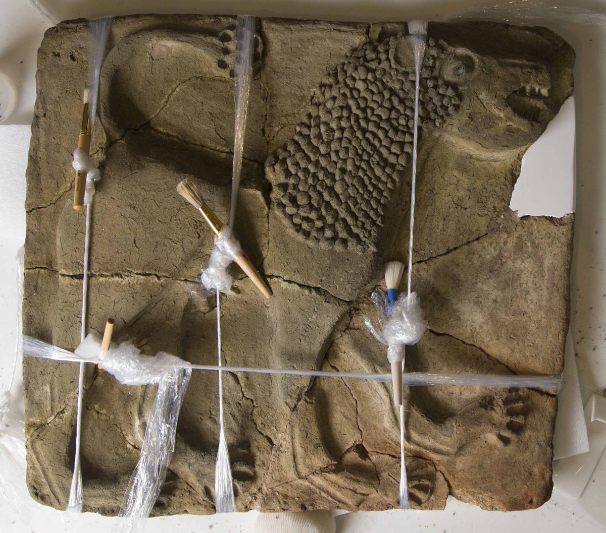 pennartifactlab's tweet photo. Poultices and tourniquets! Conservator Tessa de Alarcon explains some medical terminology commonly used in conservation: https://t.co/akuMPNsVqL https://t.co/XVHykWTxab