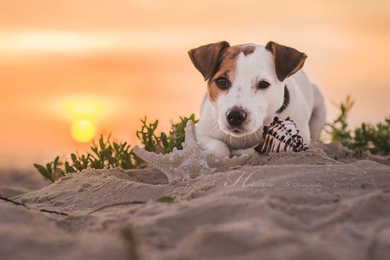 Le coucher de soleil parfait ♥
auberdog.com