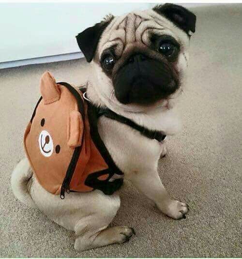 Bonne rentrée à tous !
#rentrée #scolaire #chien
auberdog.com