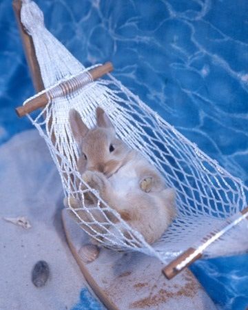 Posé dans le hamac pendant les #vacances ♥
auberdog.com