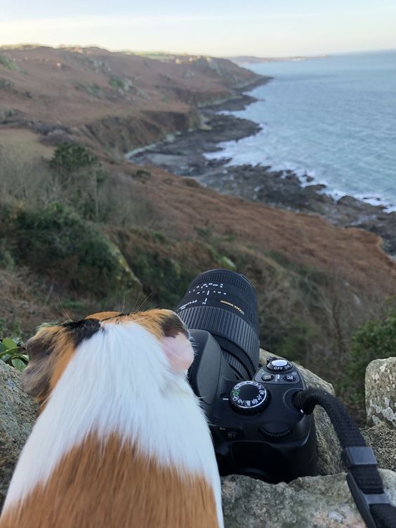 N'oubliez pas de prendre des photos de vos #vacances d'été ;)
auberdog.com