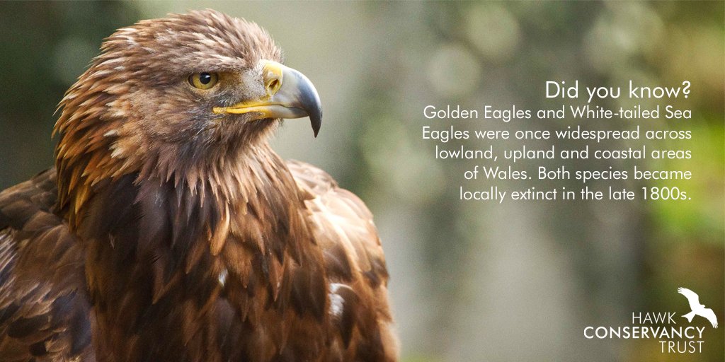 Hawk Conservancy On Twitter Fridayfact Great News That A