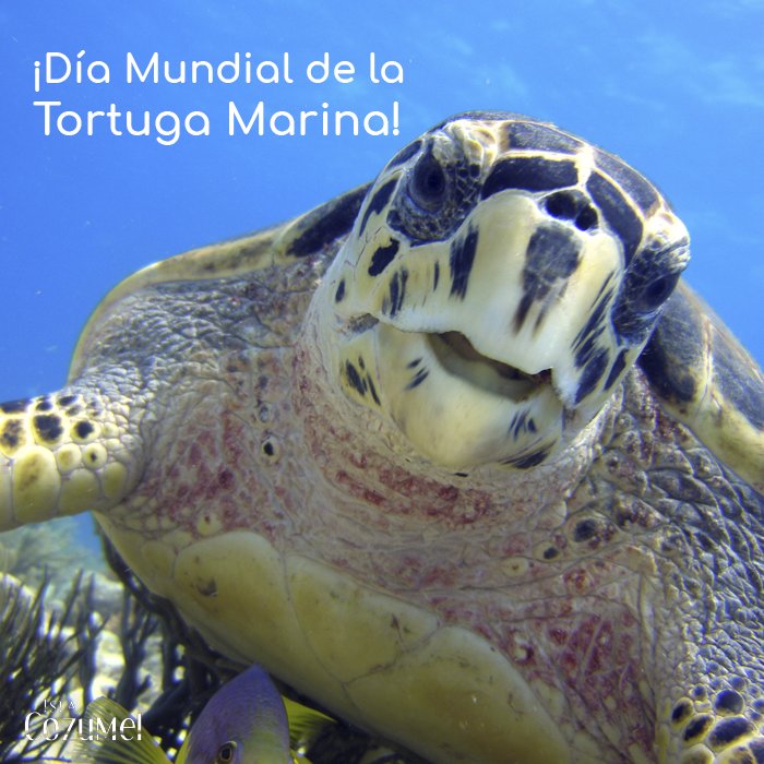 La tortuga marina siempre ha estado presente en la historia de #Cozumel y en su día la celebramos. ¡Ayudemos a preservar esta hermosa especie! #DíaMundialDeLaTortugaMarina