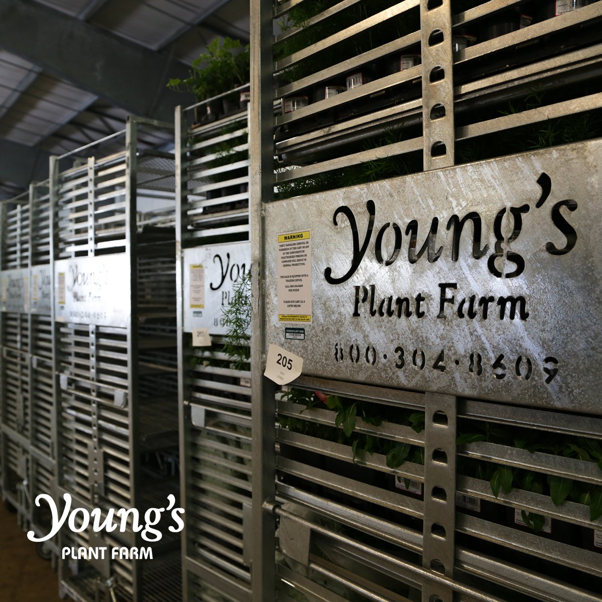 Making over your yard this summer? We can help! Look for the #YoungsPlantFarm carts at your local #garden center for our must-have summer annuals. #getoutandgrow