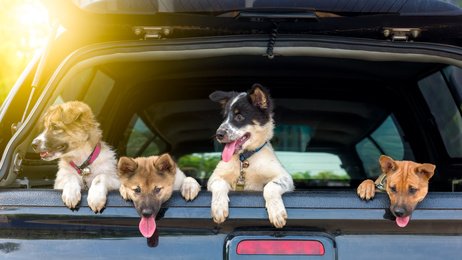 On part en balade ? 🐶
auberdog.com