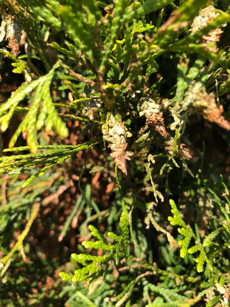 Look closely and you can see some #bagworms just hanging around! Have you seen any of these little guys on your plants? Click the link to find out more information about these insects. ow.ly/5eL630kwaGX

#insects #shrubcare #treecare #planthealth #treeandshrubcare