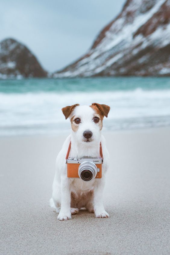 Les meilleures photos de #vacances sont celles prises avec votre #chien ♥
auberdog.com