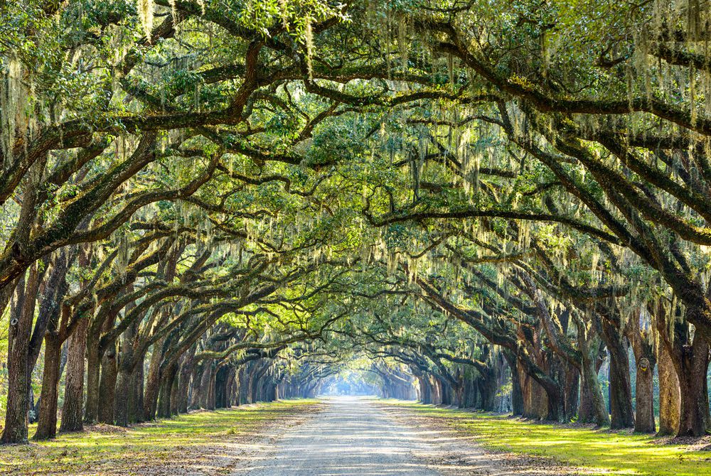 WEXAS's tweet photo. For an all-American road trip with a difference, delve into all that Georgia has to offer. Think everything from antebellum architecture and rugged coastlines to historic cities and classic southern gastronomy: https://t.co/8pmvCwUKbo https://t.co/aVCg7W8jVl