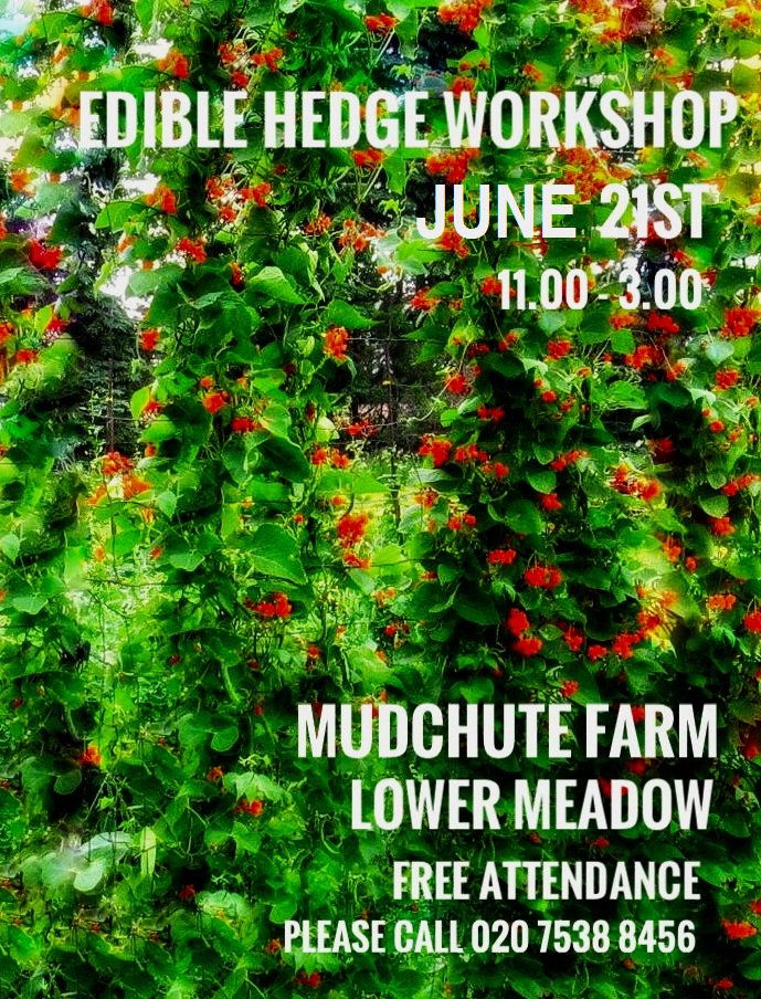 mudchute's tweet photo. Join us tomorrow from 11-3 for our Edible Hedge Workshop! https://t.co/NUMHSGFRly https://t.co/BAmMnsJlrY