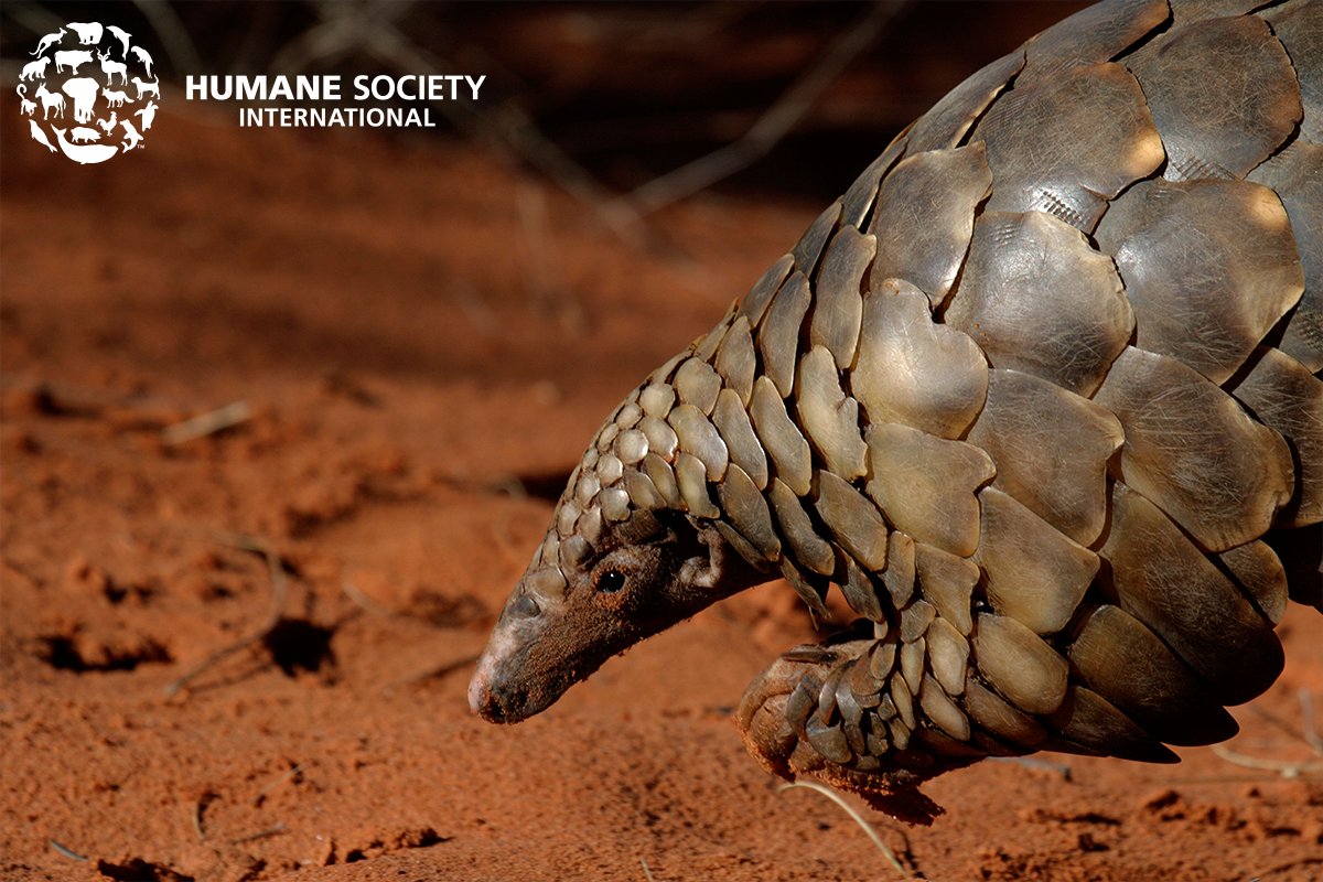 humaneworldnews's tweet photo. Great news! @HSIAfrica receives donations from Chinese businesses &amp; community organizations for its pangolin protection campaigns! 👍 Learn more: https://t.co/QNPywYWNHt https://t.co/XiG9IZ2BeU