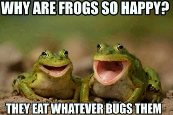VetDepot's tweet photo. It's #Friday!! 
#frog #frogs #pets #funny #cute https://t.co/lhL7c4SnVi