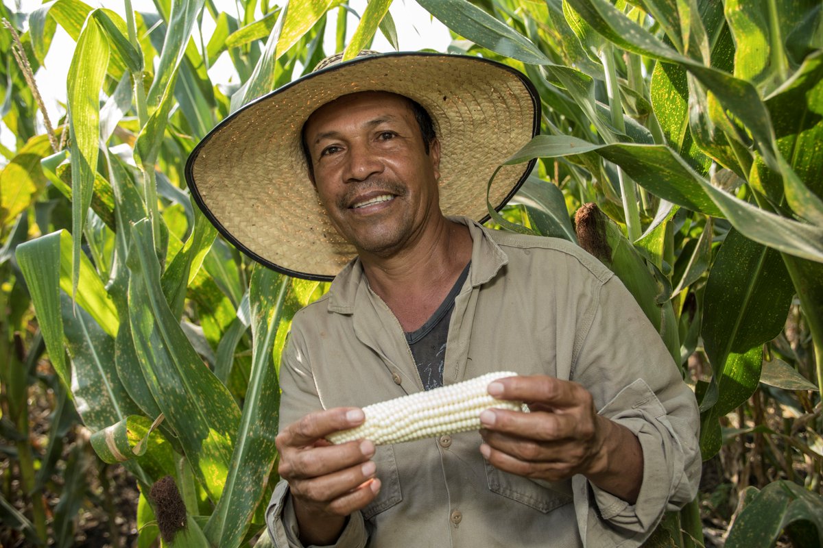 HarvestPlus tweet media