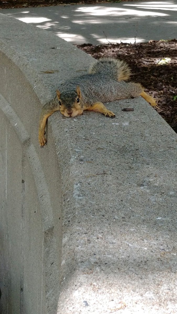 Mizzou's tweet photo. Mood regarding current weather in CoMo 🥵
📸: Katy Emerson https://t.co/hgPLrq2qpb