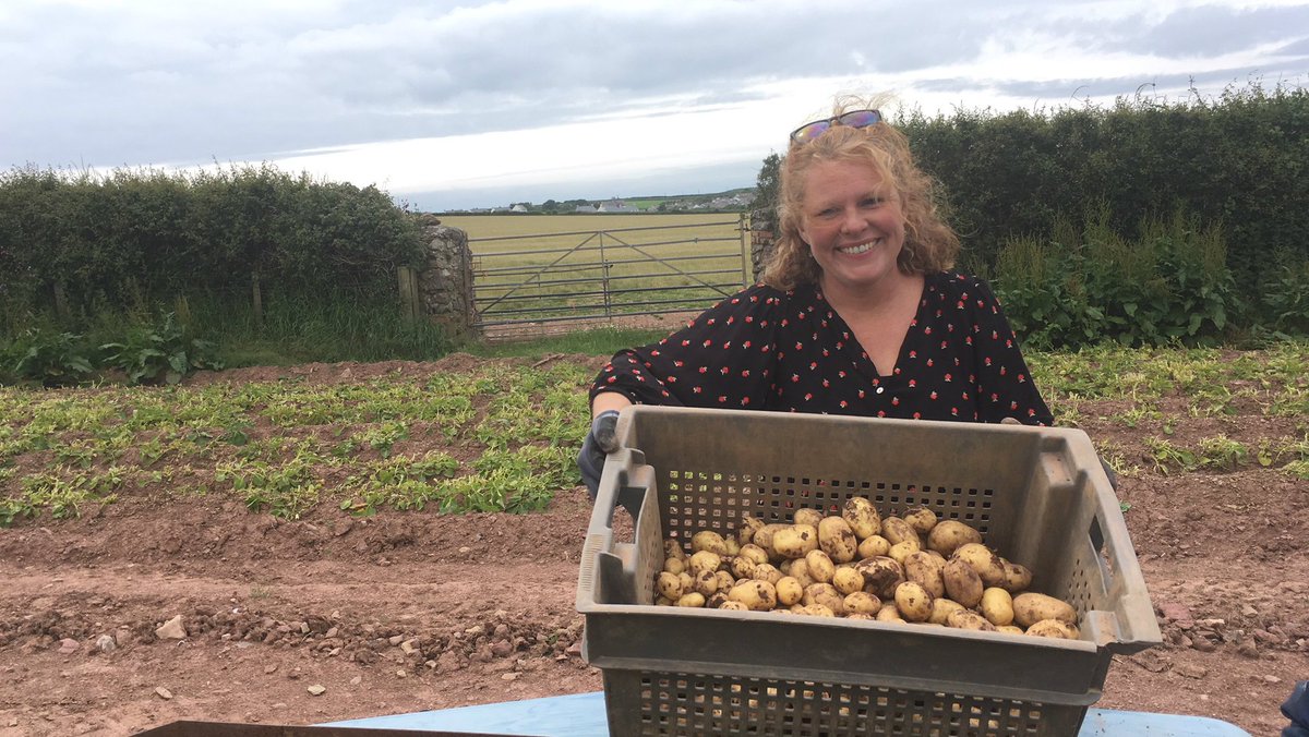 Country Focus coming up at 7 o'clock this morning on bbc.in/radiowales as @garsiderachael lends a hand at <a href="/TrehillFarm/">TrehillFarm</a> with the potato harvest @NTWales <a href="/blasytir/">Blas y Tir</a>