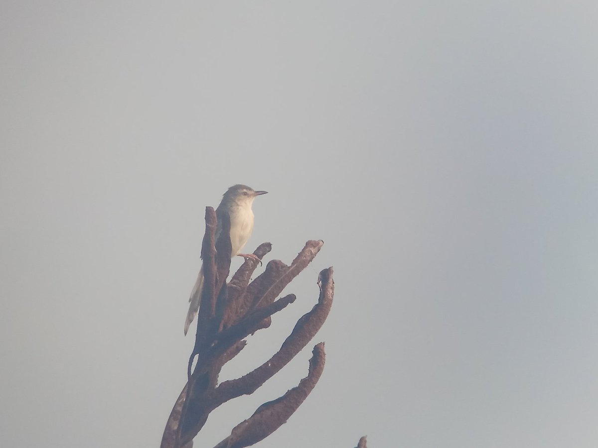 Plain Prinia
#phonescoping #kowasportingoptics #kowaoldseries #kowaseriS #java #indonesia #Xiaomi