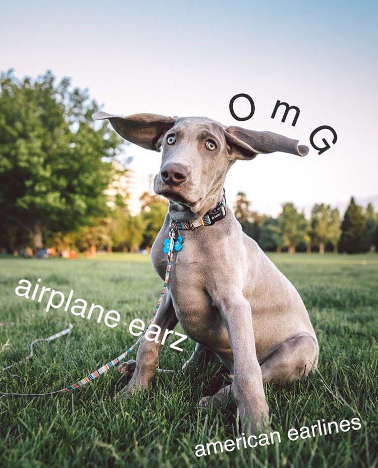 Here’s puppy Walter, discovered his newest talent ☝️
