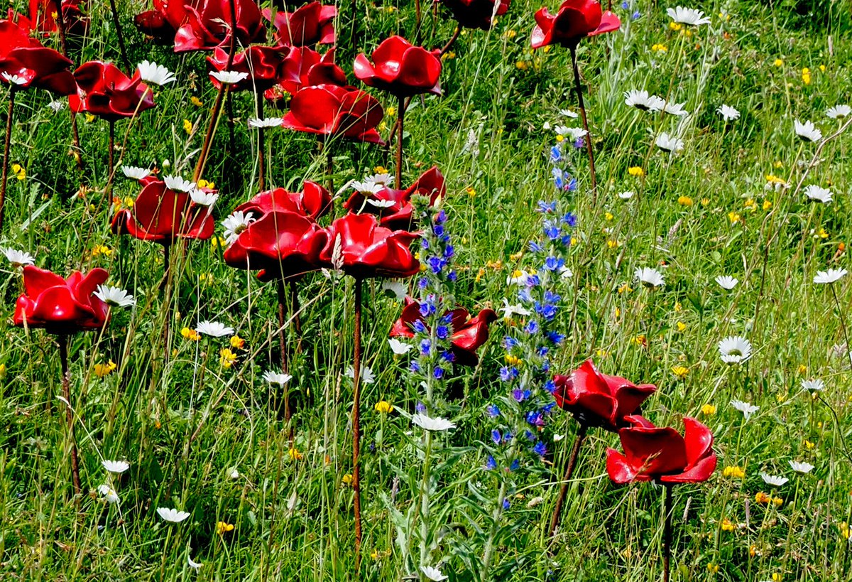 HellenBach's tweet photo. The red white and blue of the flowers at the #poppywave @Fort_Nelson https://t.co/NQd6GIpjFz