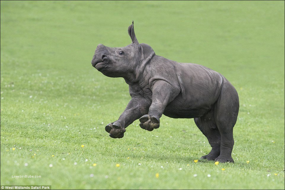 a baby rhino jumping animals that can walk do rhinos swim animals that can jump animals can swim rhino swimming rhinos horns animals that can walk and run rhinos running animals which can walk animals that can walk and swim swimming rhino do rhino rhinoceros have horns walk and swim male rhinos rhino jump rhinos animals rhino do no rhinos