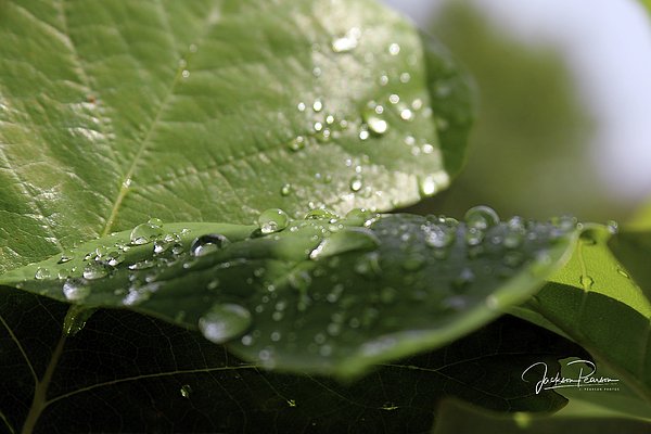 JPearsonPhotos's tweet photo. New artwork for sale! - "Rain" - https://t.co/CJmdou9Ug2 @fineartamerica https://t.co/8RiJiCboiL