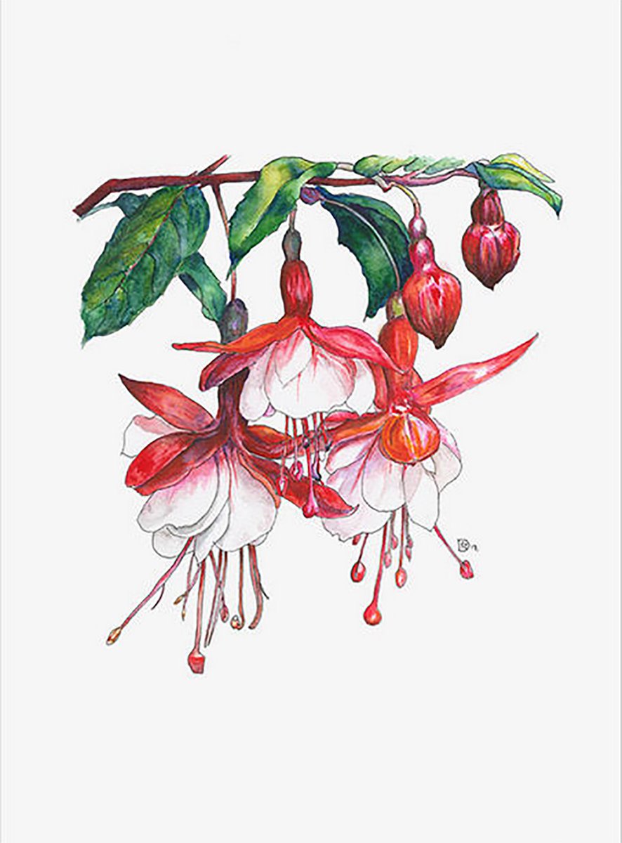 Rosemary Dodgson is one of 9 makers/artists exhibiting at The Woodyard Group 14/15 - 21/22 July. 38 Cheddars Lane CB5 8LD - no.41 in the guide "Botanical artist &amp; creator of pictures based in nature." #CamOpenStudios #COS2018 #cambridgeopenstudios #cambridgeartists #botanicalart