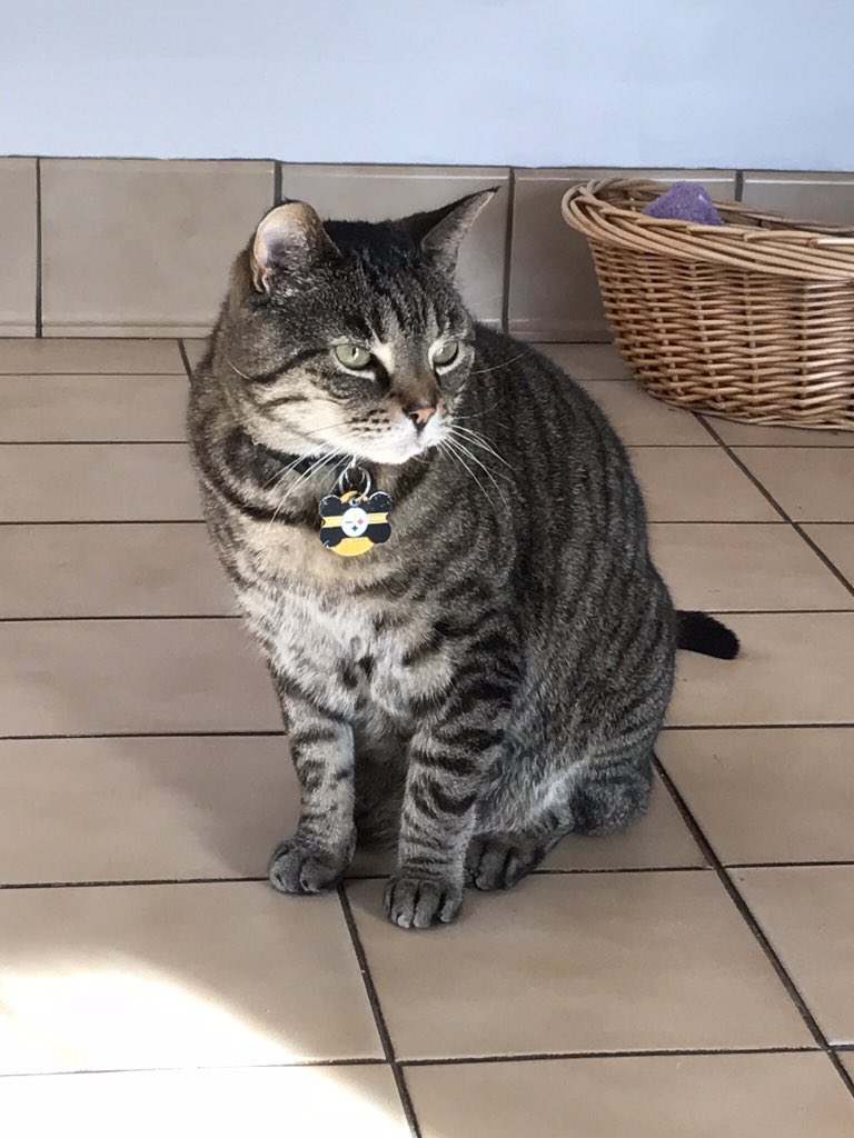 RC_EARL's tweet photo. @mayhew_tanya And I didn’t even get to visit with Chompsky who runs the vet office #CatsWhoWork 😹😹😹 https://t.co/pl9nG5krQl