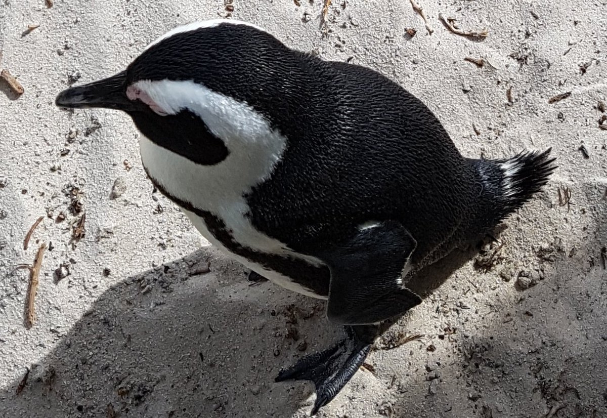 I need SINGERS! Experienced altos tenors and basses needed for one day only - Sat 30 June - to sing with the fabulous Suffolk Philharmonic Orchestra at the Apex, Bury St Edmunds. I Was Glad / O Fortuna / Hallelujah / Land of H&amp;G. Please help. Penguin outfit not required.