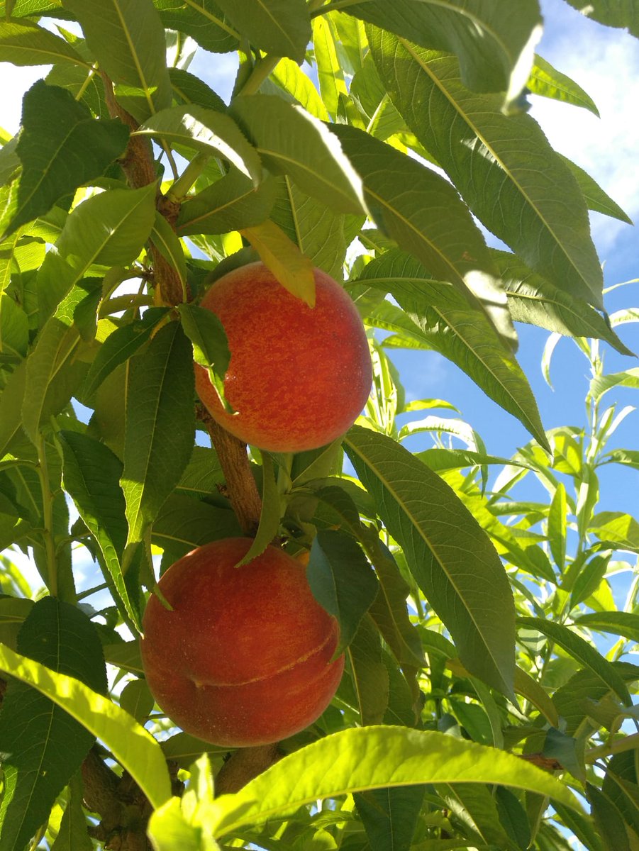 mmmmm.... Llàstima que no us puguem fer arribar la bona olor que fan! 🍑😍Recordeu que demà dissabte ens trobareu al mercat de #Vilafranca, i durant tot el cap de setmana (matins), al mercat del préssec de #Stpaudordal. Us hi esperem! 🍒🍑 #fruitadolça #fruitabona #FORDAL