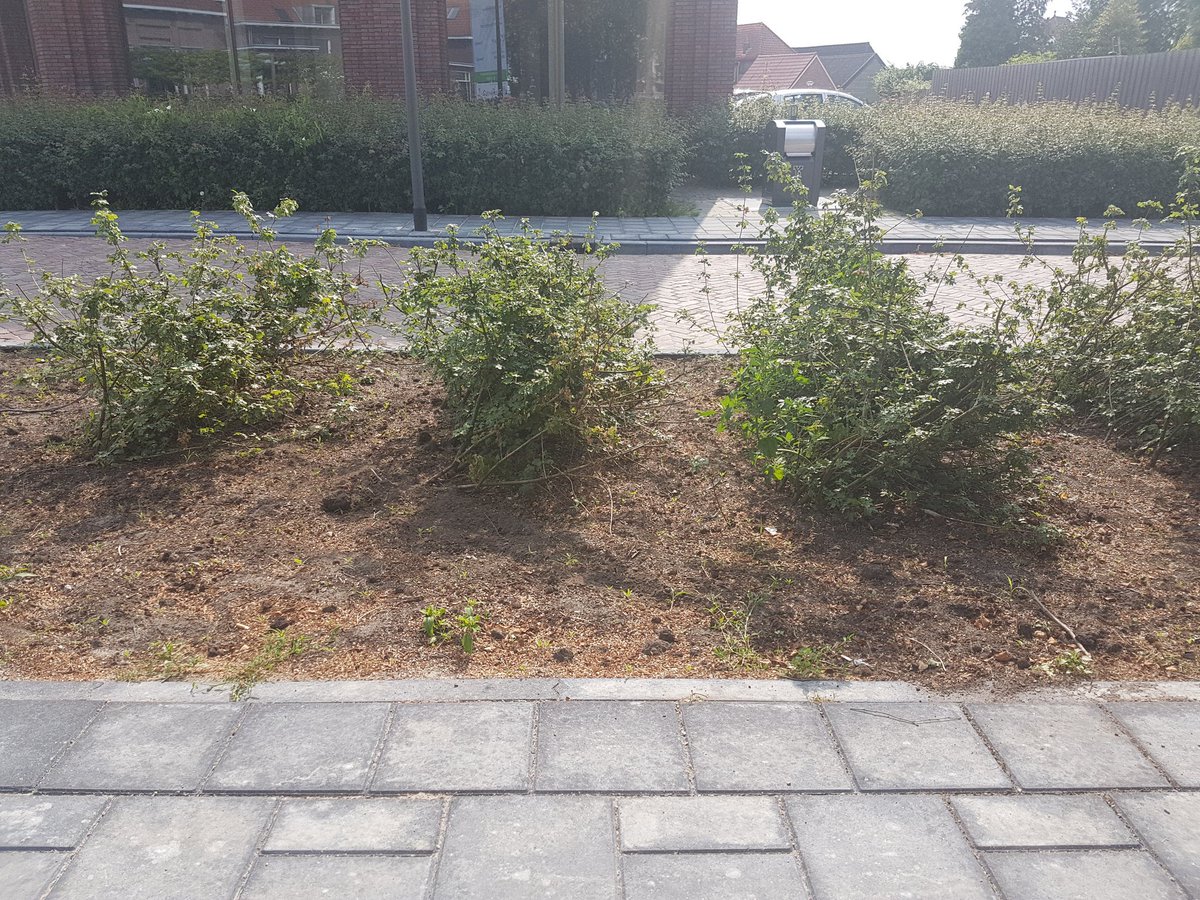 In het groenstrookje aan de overkant van de weg zijn de begrippen 'schuin afsnijden' en 'uitplanten' door elkaar gehaald.....