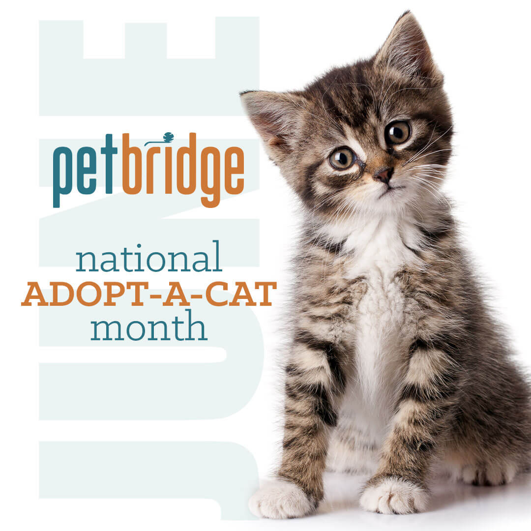 PwrdByPetBridge's tweet photo. Help the plight of homeless felines during #AdoptACat Month. This June consider adopting a pair of cats. #PetBridge
Check out @americanhumaneβs Cat Checklist: https://t.co/vSjU6Htqi6 https://t.co/JvzGODCt3X