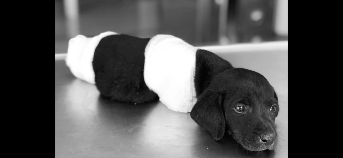 omurgedik's tweet photo. Yavrucak acıya dayanamadı, gitti bu dünyadan..O güzel yüzüne bakarken insanlığımdan utanıyorum..Ama ona bunu yapanlar, şu hapis cezasını hala çıkartmayanlar hiçbir şeyden utanmıyorlar.Daha fazla ne olması gerekiyor yasanın çıkması için? Söyler misiniz? Ne? #HayvanaSiddetSuctur https://t.co/Tyjxs1yiSb