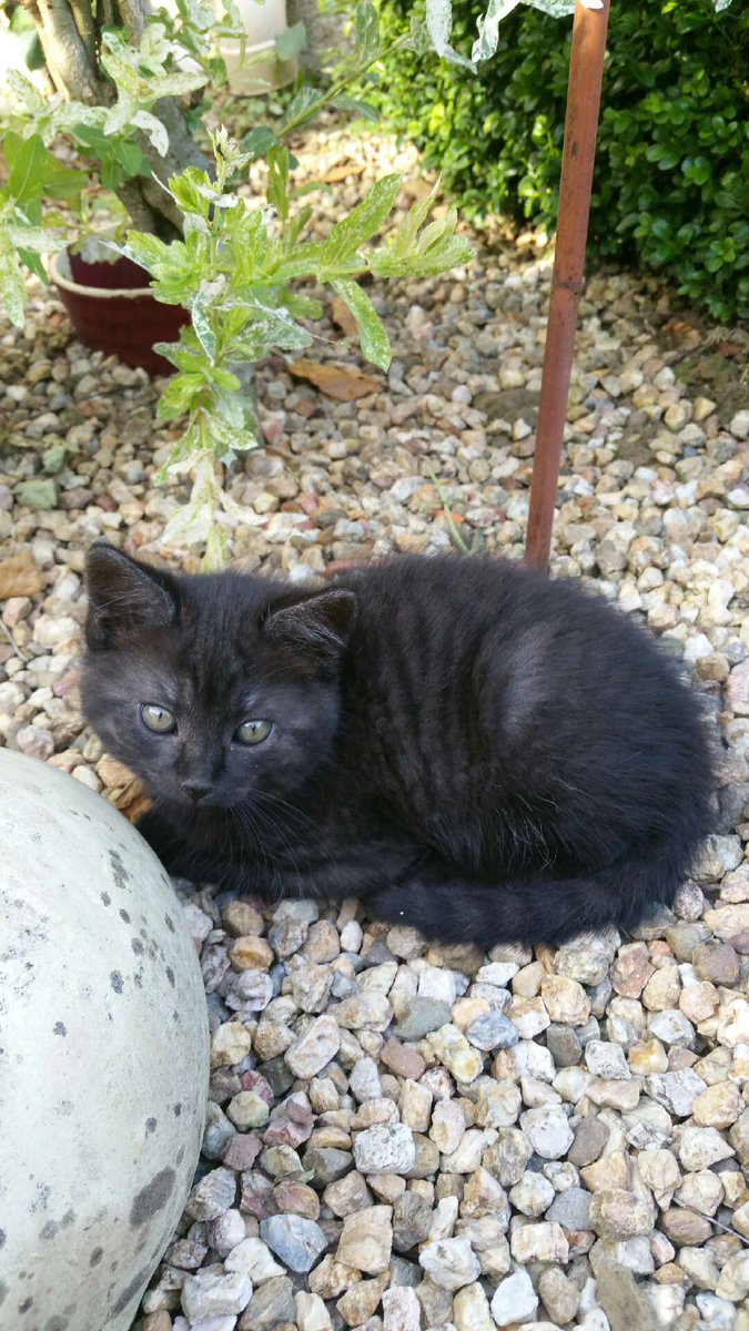 LorenBlin's tweet photo. Donne chaton né le 22 avril, noir angora, sevré fin juin ! 
Venez dm 
Rt appréciés https://t.co/RL5dDbBhbr