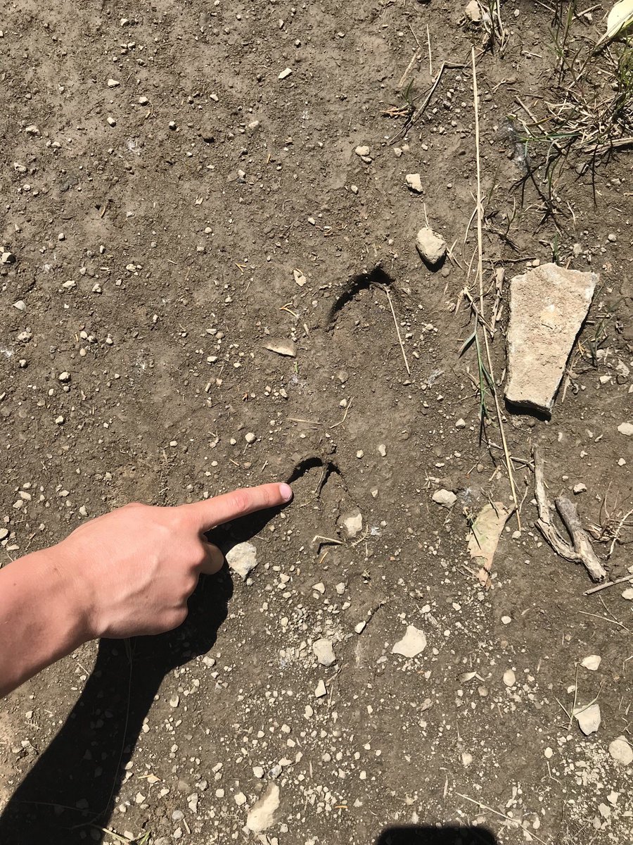 MmeFox's tweet photo. Out for a hike exploring our quarry and collecting fossils @BaysidePublic @HealthyKidsBPS #handsonlearning https://t.co/j0QiGWjgfe